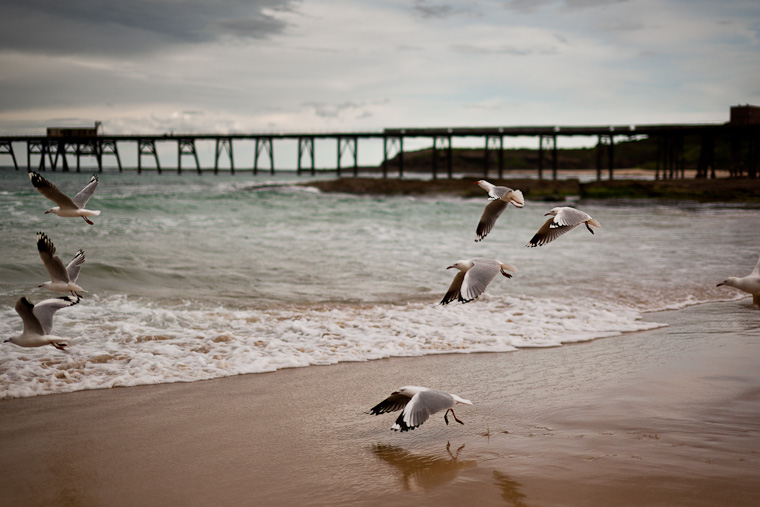 Catherine hill bay during the construction protests.