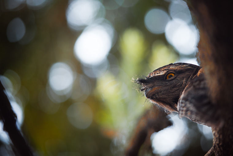 Tawny Frog Mouth bird. Family of Tawny Frog Mouth birds in a tree.