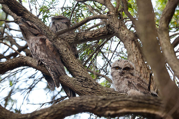 Tawny Frog Mouth bird. Family of Tawny Frog Mouth birds in a tree.