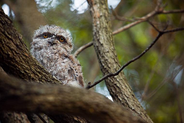 Tawny Frog Mouth bird. Family of Tawny Frog Mouth birds in a tree.