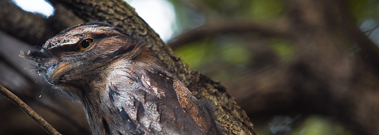 Tawny Frog Mouth bird. Family of Tawny Frog Mouth birds in a tree.