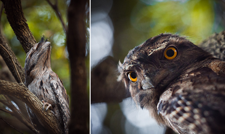 Tawny Frog Mouth bird. Family of Tawny Frog Mouth birds in a tree.