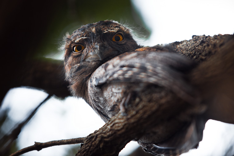 Tawny Frog Mouth bird. Family of Tawny Frog Mouth birds in a tree.