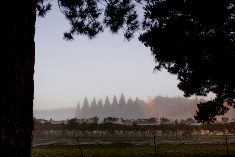 Philippa & Anurag's Bendooley Estate Wedding, Berrima