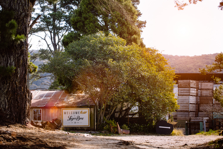 Melissa & Tom's Logan Brae Apple Orchard Prewedding